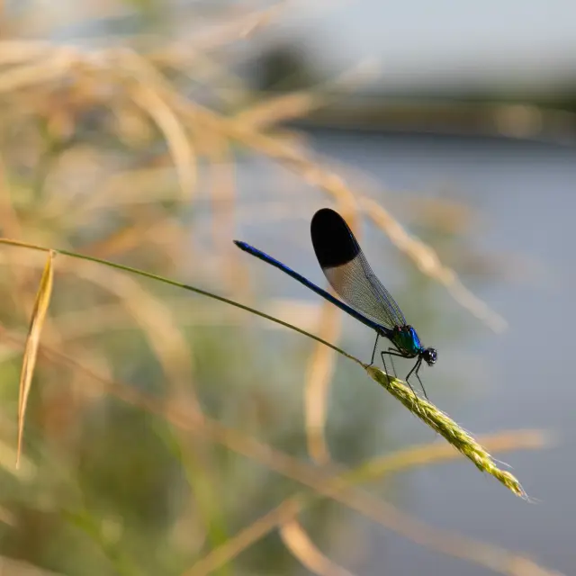Lac Torcy Nature Libellule @lesley Williamson Bassedef